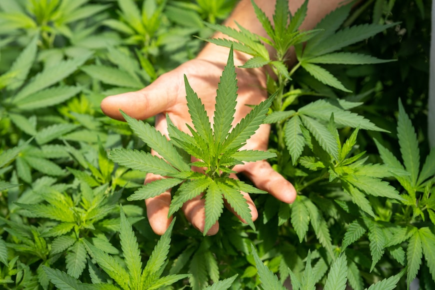 Plante de Cannabis : A quel moment et comment faire sa recolte ?